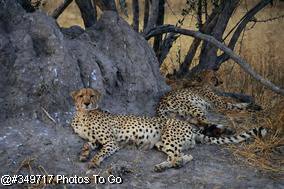 Cheetah