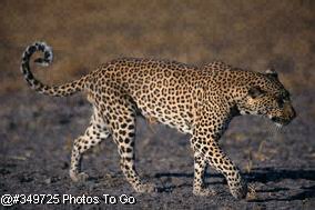Leopard